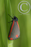 Cinnabar Moth